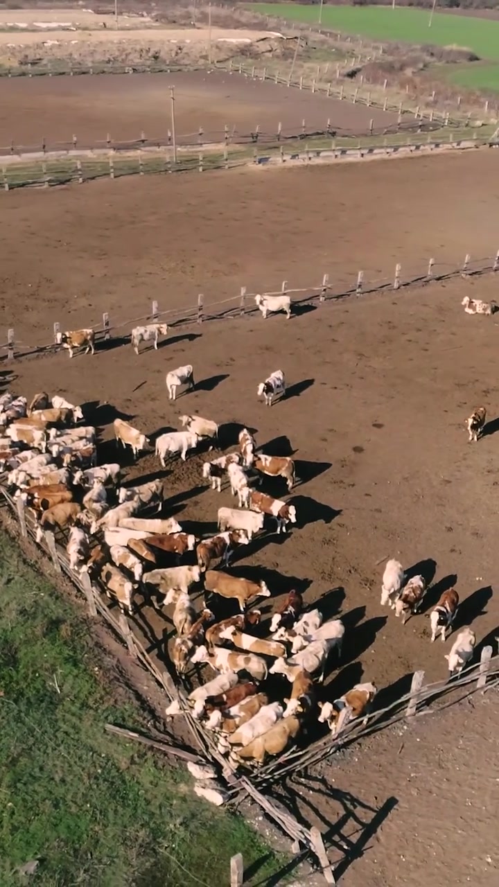 Vista aerea di una mandria di bovini che si raduna in un recinto agricolo