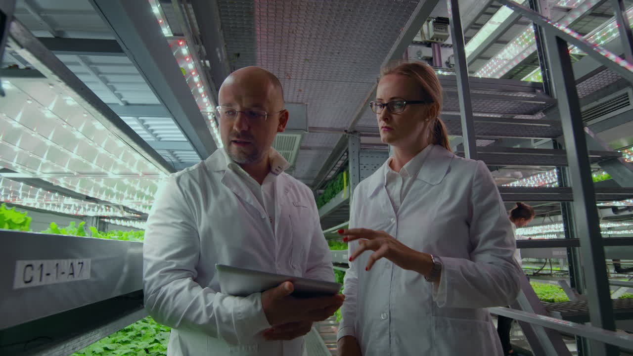 Hydroponics method of growing salad in greenhouse. Four lab assistants examine verdant plant growing. Agricultural. Industry.