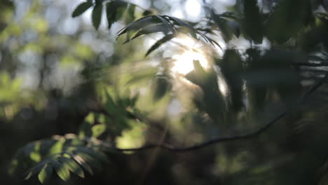 sunbeams gently touching the leaves of plants moving in the breeze in a sunset