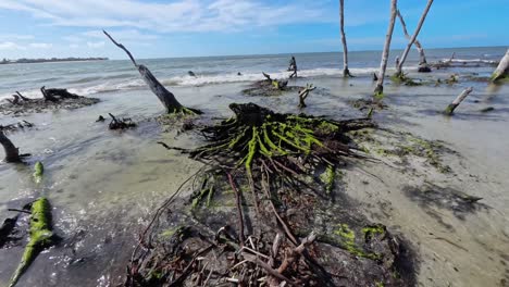mangrove trees on a tropical beach