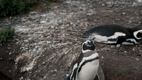 pingüinos de magallanes de pie y descansando en la isla de martillo en tierra del fuego, argentina