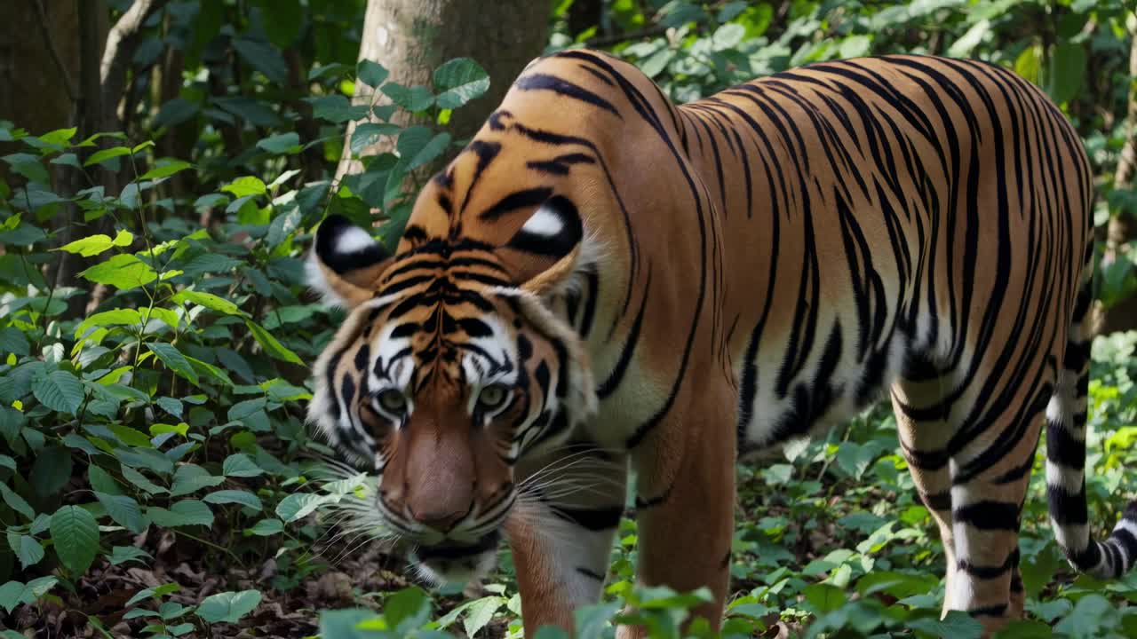 A majestic tiger prowls through lush greenery, captured in a low-angle shot