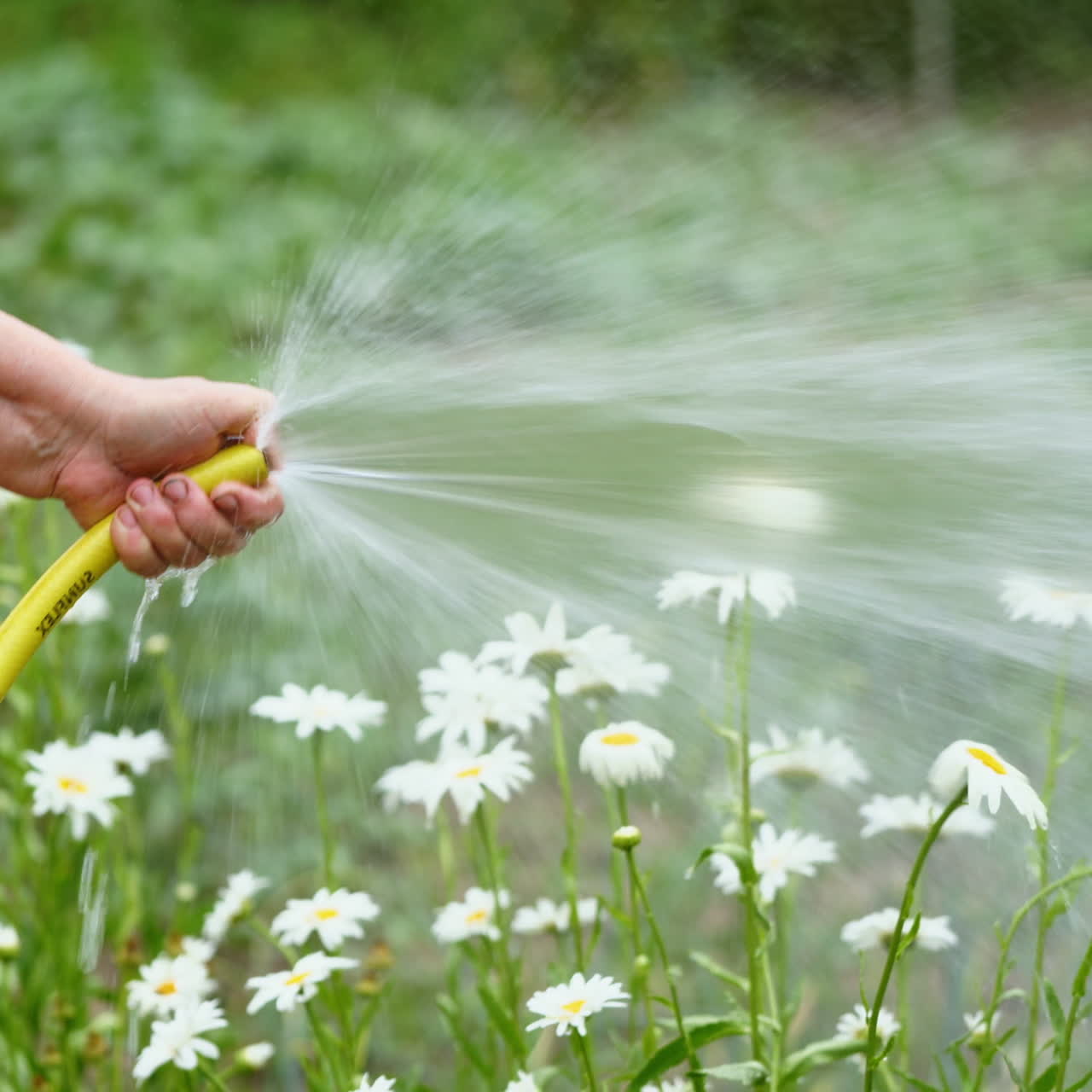 Watering flowers in summer. Woman holds a garden hose pipe and makes irrigation with water by her hands. Beautiful chamomiles are refreshed by water stream.
