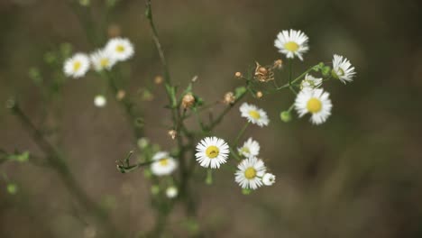 hermosas, dramáticas flores silvestres blancas y amarillas
