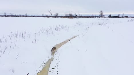 coyote running along frozen creek slow motion unreal wildlife view