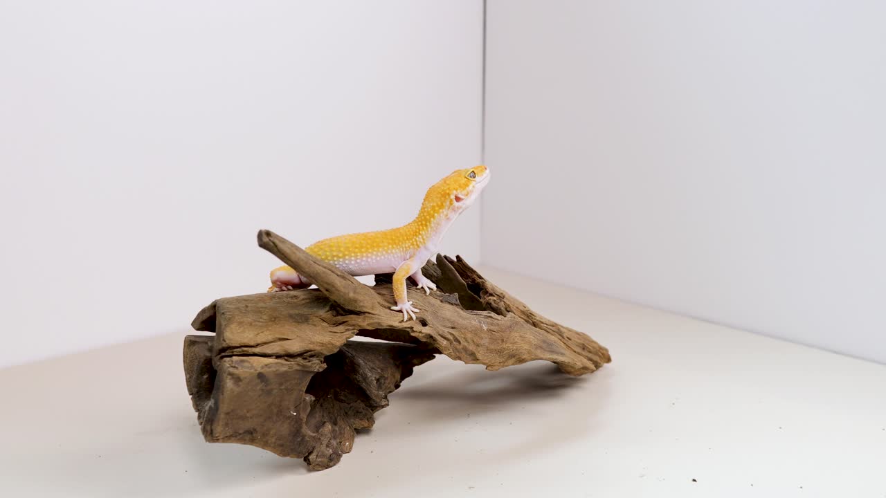 A yellow leopard gecko explores driftwood in a bright, minimalist environment with soft lighting and static camera