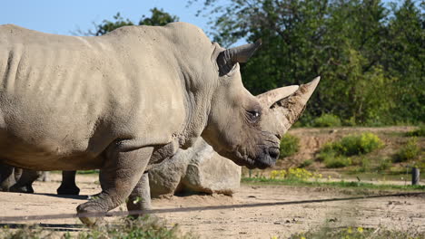 a rhinoceros walks on dirt in a french zoo, outdoors, enclosure, african mammal