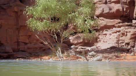 lone tree by a calm river in a red rock canyon