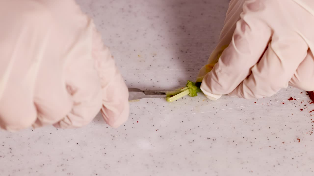 A gloved hand dissects a flower on a lab surface using a scalpel, highlighting floral anatomy in a controlled environment
