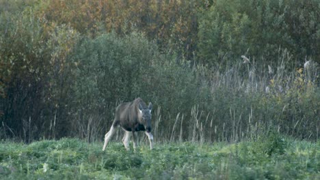 Wild-little-moose-eating-grass-in-meadow-evening-dusk