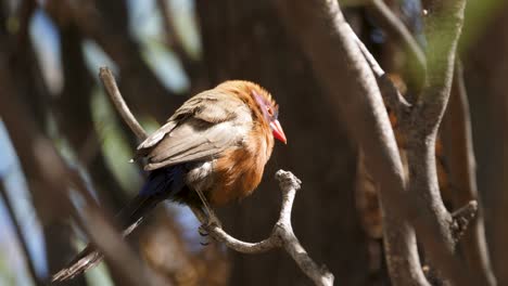un pico de cera de orejas violetas en una rama de un árbol en el viento
