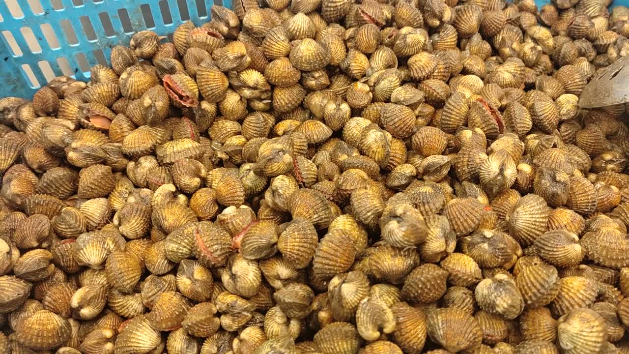 Piles of fresh, live clams fill large plastic containers, ready for sale as food. These mud-dwelling seafood are a popular item at the supermarket.