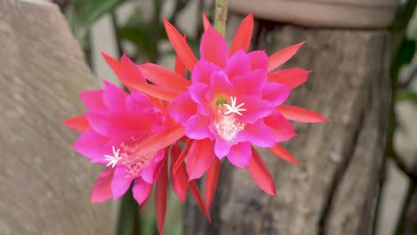 scarlet flowers of the orchid cactus in a garden