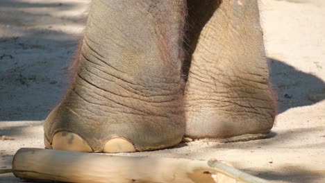 a detailed and closeup view of elephant feet, highlighting their unique textures and the surrounding natural habitat
