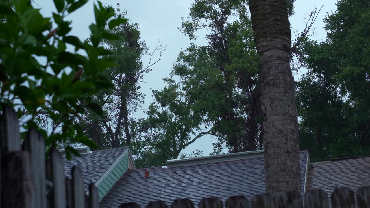 열대지방에 비가 내린다