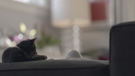 an adorable kitten watches her butterfly toy flutter by and then jumps to pounce and grabs it in her mouth in slow motion