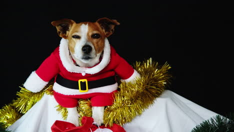 adorable puppy dog laying down in tinsel wearing christmas santa suit, frontal