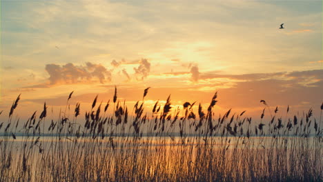 romantic sunset sea landscape in fall. reeds sway on wind in golden sun rays.