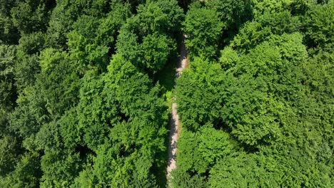 forest paths and aerial views