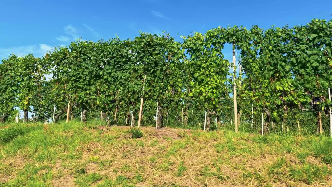 пышные виноградники и холмы под голубым небом