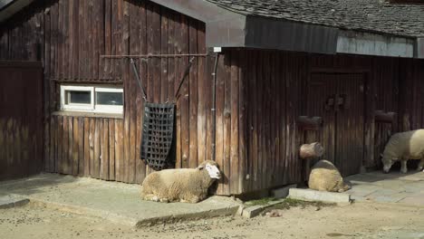 sheep munching food near the building while resting on the ground at the barn of the farm