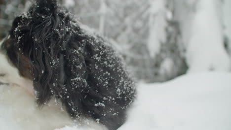 close up shot of cute australian shepherd in the snow