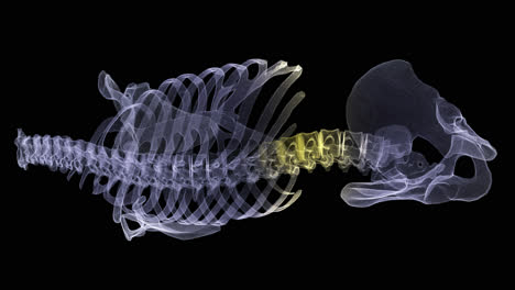 Futuristic-holographic-X-ray-tomography-scanning-patient's-skeleton-for-health-evaluation-simulation-medical-examination,-and-assessment-in-full-rotation-loop-with-alpha-channel---medical-concept