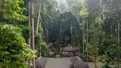 hidden temple of sangeh in middle of dense bali jungle, aerial fly backward