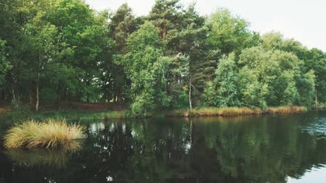 forest and lake landscape