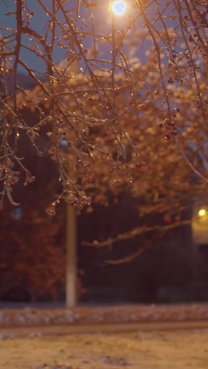 얼음과 은 열매로 장식된 나무 가지는 황금빛 아래 반이고, 흐릿한 거리 조명과 그림자의 배경에 앞등을 켜고 지나가는 차에 의해 보완됩니다.