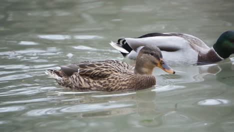 two ducks swimming and drinking water