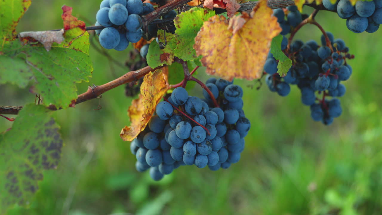 una vista de un racimo de uvas maduras con hojas de helecho en un día soleado moviéndose con viento fuerte antes de cosechar y preparar vino en la región de moravia del sur capturada a 4k 60fps