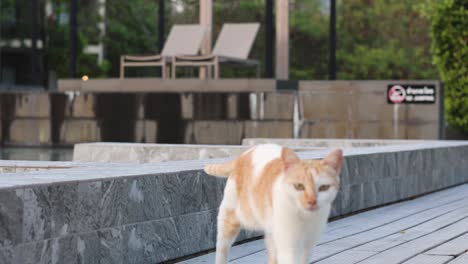 orange and white cat walking down concrete steps