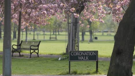 cherry blossoms season deserted in edinburgh during coronavirus pandemic