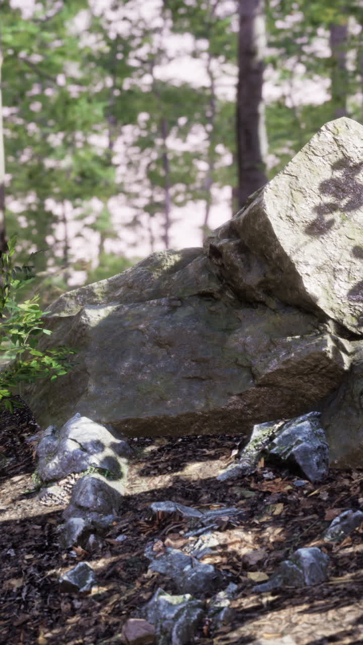 Rocce e alberi della foresta