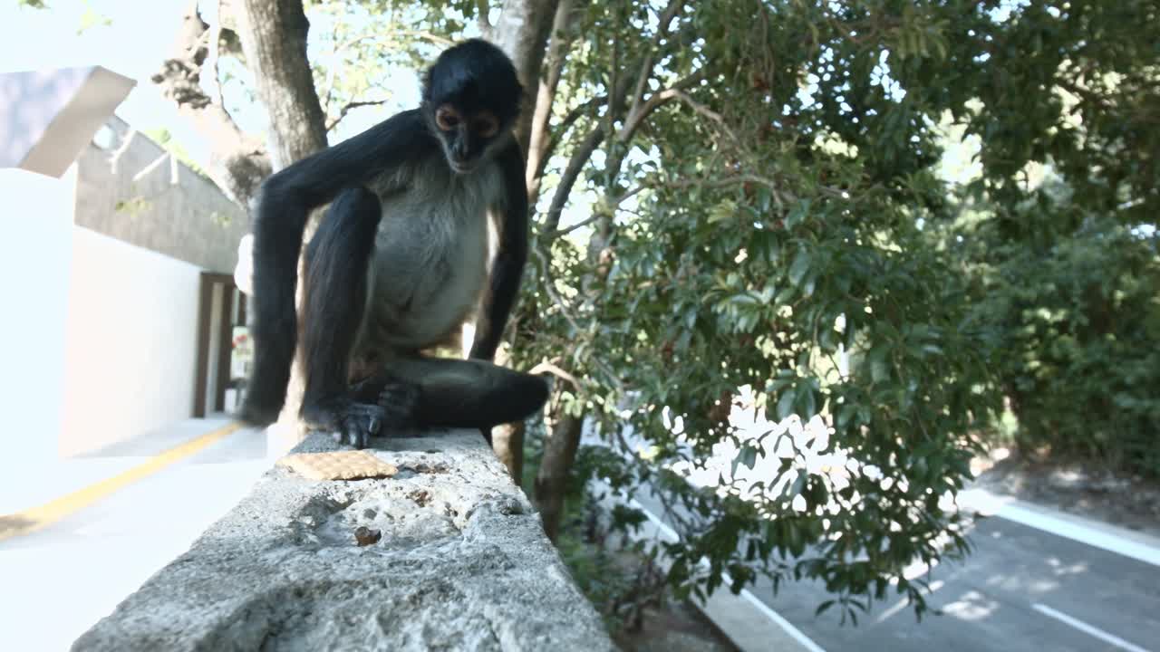 A Spider monkey sitting on fence notices a cracker and crawls over to pick it up and eat it