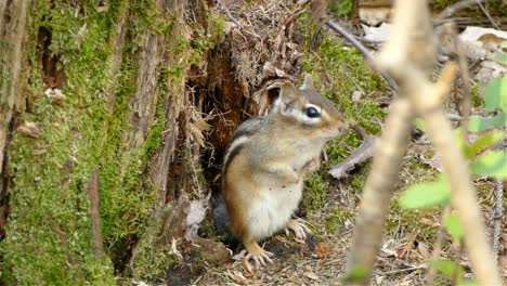 Género-De-Tierra-Tamias-Un-Pequeño-Animal-Peludo-En-Maderas