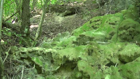 piedras con hierba en el bosque profundo