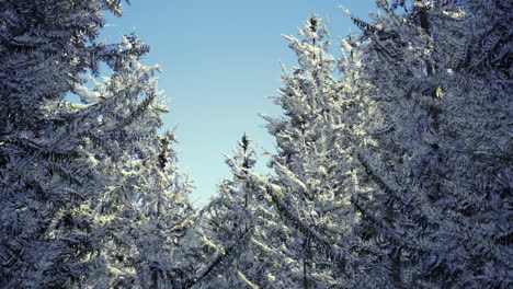 winter wonderland with snow covered trees reaching for the bright sky