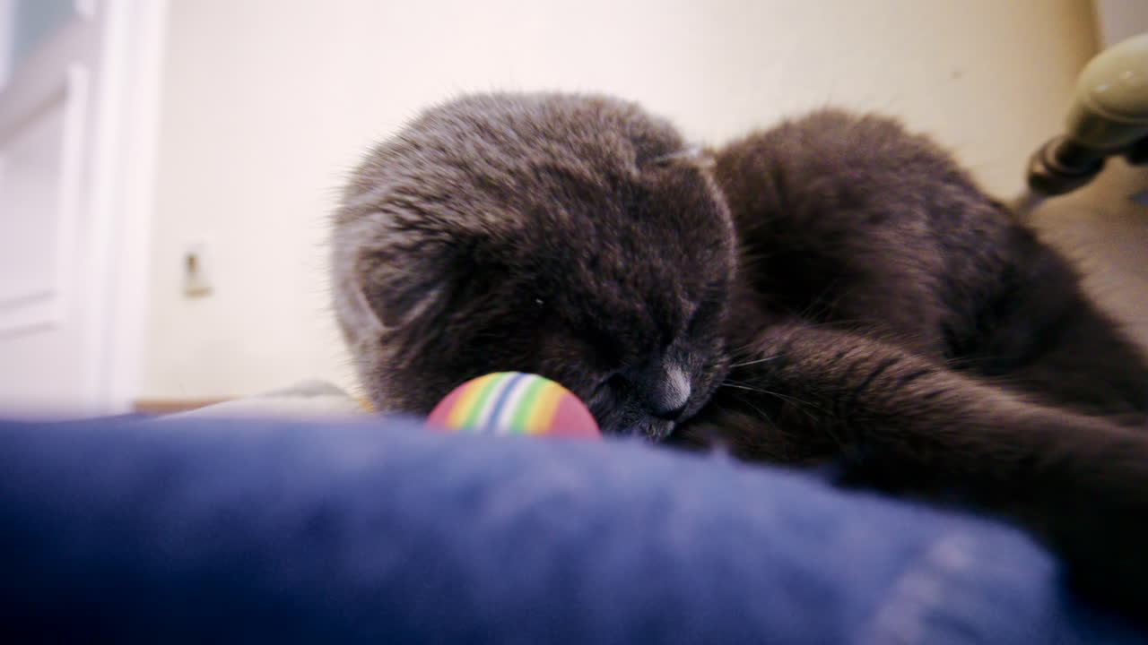 Gatto grigio sdraiato su una superficie morbida mentre gioca con un giocattolo colorato.
