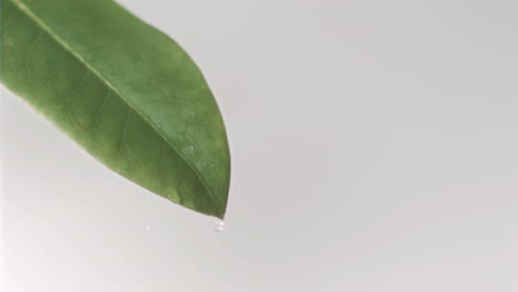 Droplet-falling-in-super-slow-motion-of-a-leaf