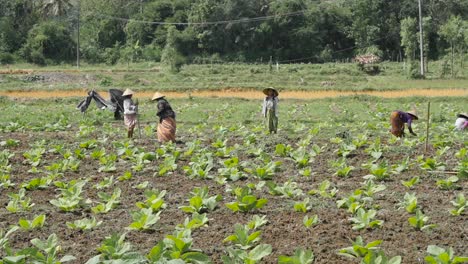 mujeres indonesias que trabajan en un campo de tabaco