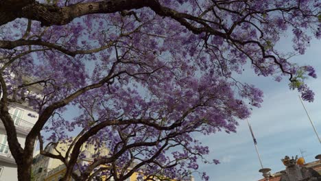 jacaranda tree is a sub-tropical tree native to south-central south america that has been widely planted in portugal because of its attractive and long-lasting violet-colored flowers