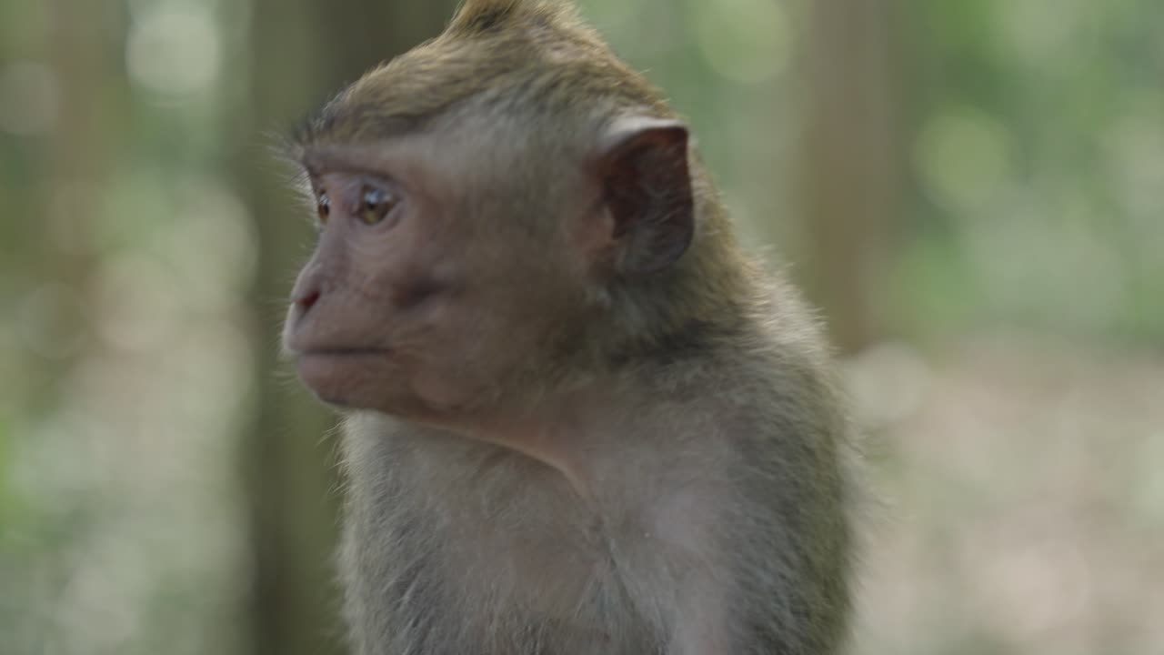 Smooth clip of a little monkey looking around, from wide to close up