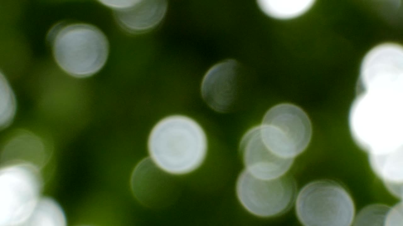 la luz del sol se ve a través de las hojas y las ramas.