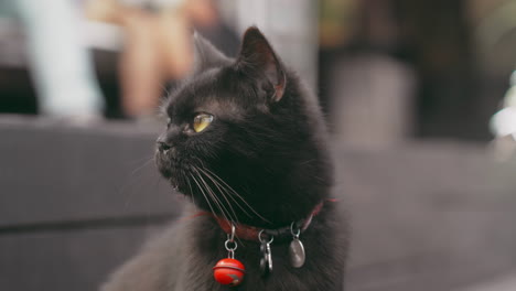 a close-up portrait of an adorable black cat, its perfectly groomed whiskers twitching with curiosity