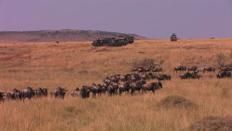 a herd of wildebeest walk through tall grass