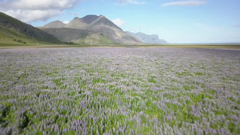 campo de lupino islandés