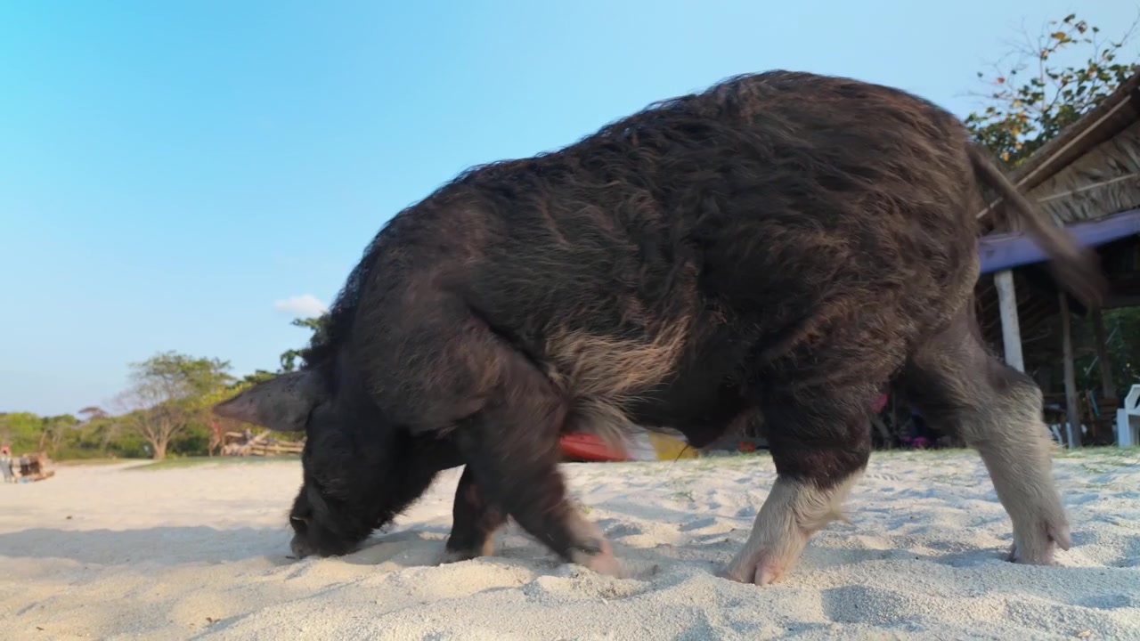 Porco bem alimentado e super saudável farejando por petiscos em Koh Samui, Tailândia
