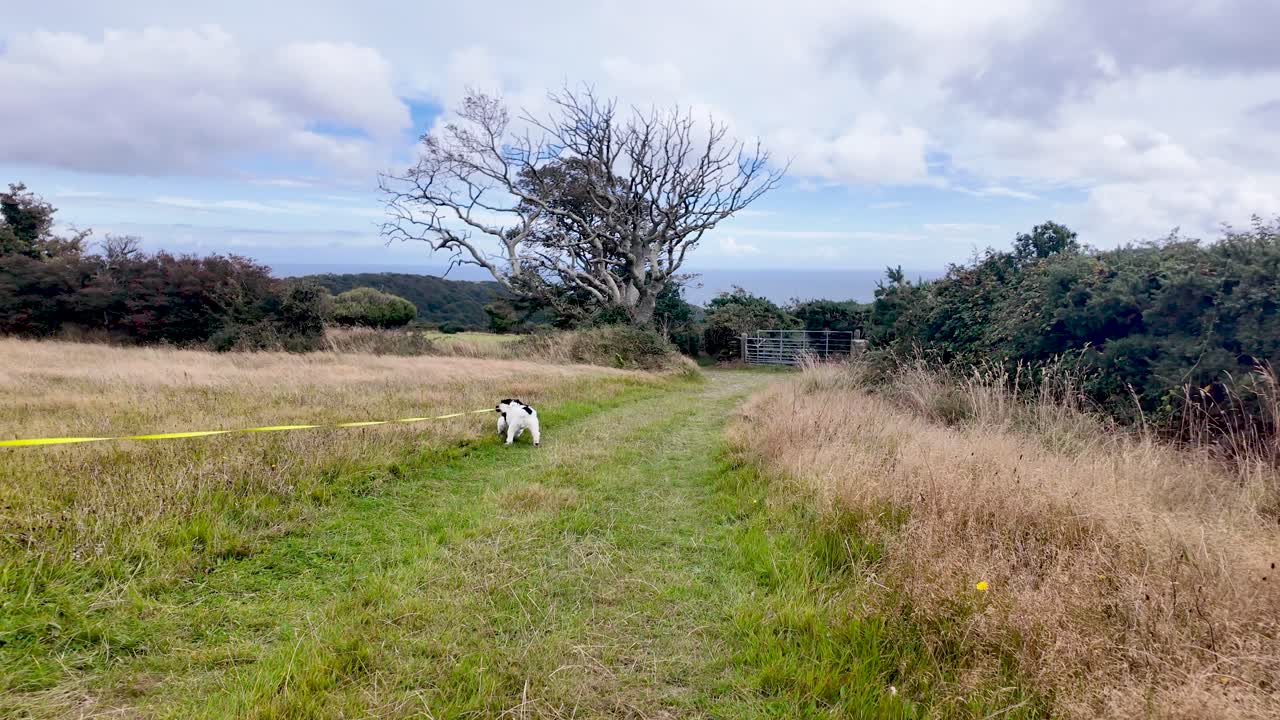 English Springer Spaniel puppy exploring dry grassy field with a long yellow lead